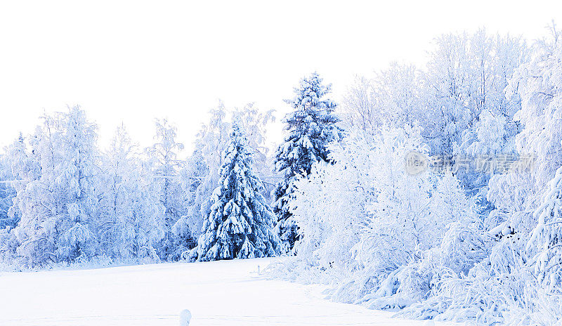 拉普兰自然，冬季景观。覆盖着白霜的树木。雪覆盖的树木