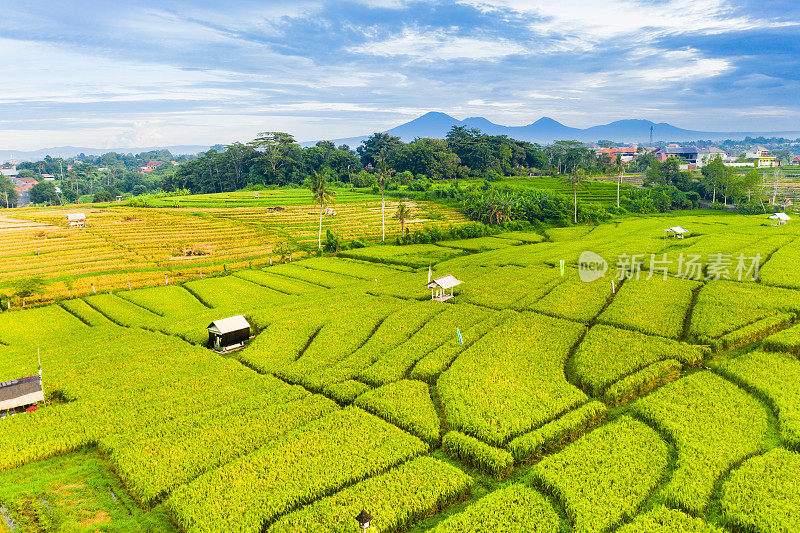 巴厘岛,古。日出时梯田的鸟瞰图。