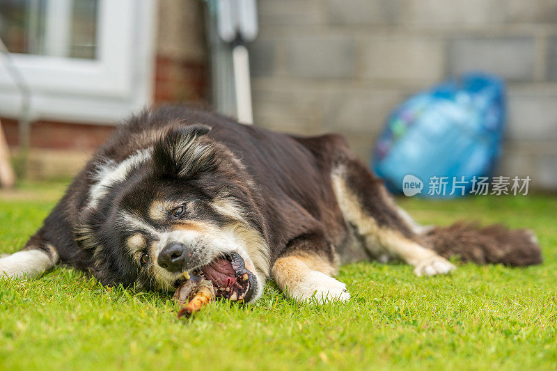 边境牧羊犬躺在草地上啃骨头