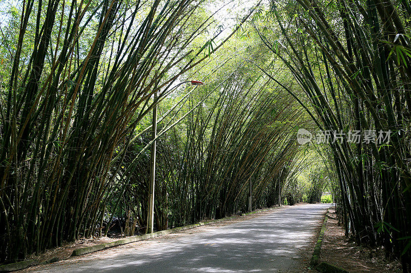 暗地里的竹隧道