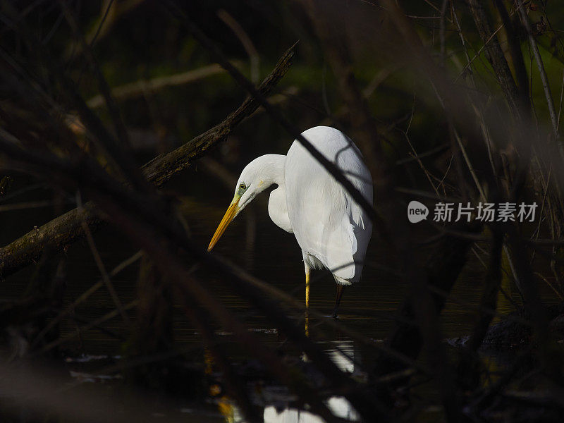 白苍鹭