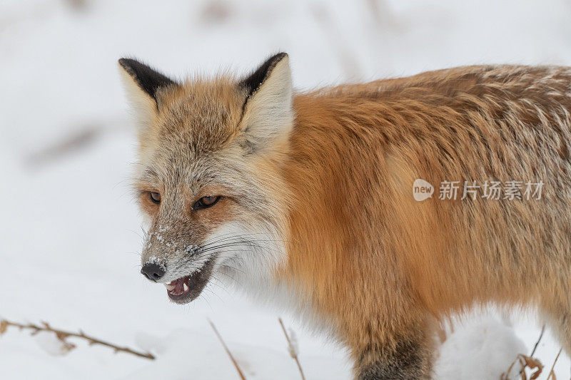 红狐在雪下寻找老鼠和田鼠