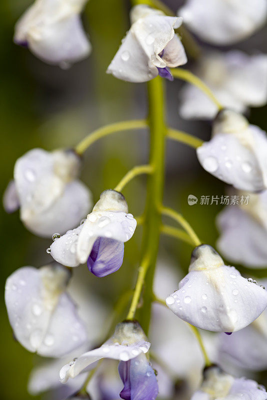 紫藤在春天开花