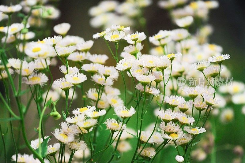 洋甘菊花卉