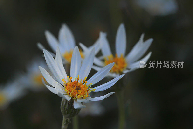 花卉植物雏菊银澳大利亚本土