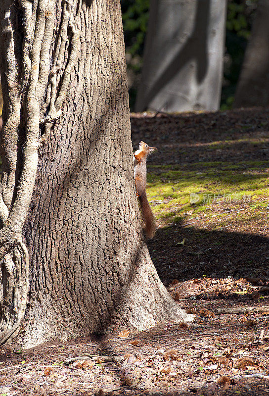 罕见的红松鼠爬树干，布朗西岛，普尔海港，多塞特，英国