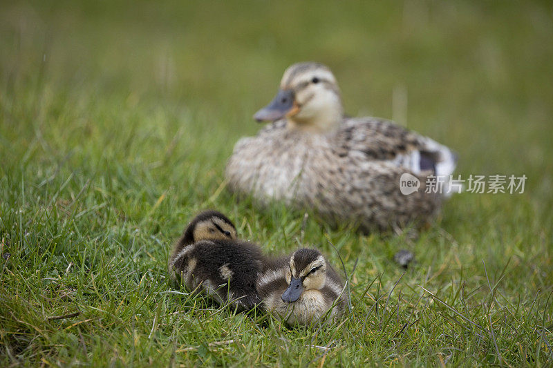 英国北约克郡，春天的母野鸭和她的小鸭子。野鸭(野鸭)