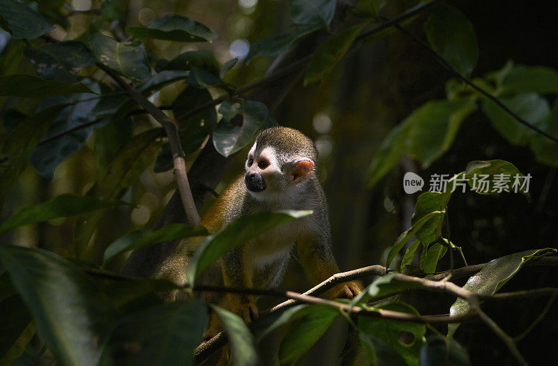 哥斯达黎加太平洋海岸曼纽尔·安东尼奥国家公园里的野生红背松鼠猴