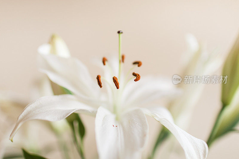 这是一张白色复活节百合“雌蕊”的近景照片，背景为中性，配以鲜花，为2021年简单舒适的情人节做准备