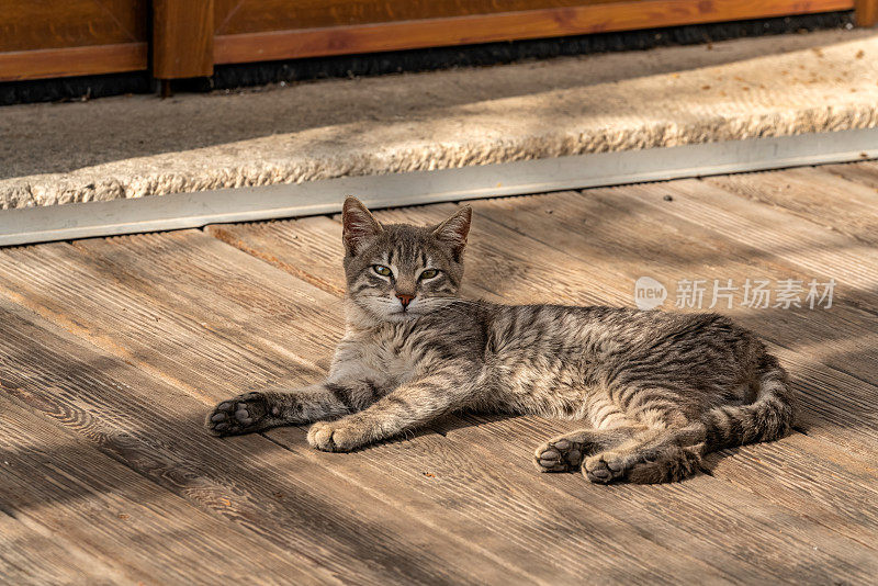 由于冠状病毒的宵禁，空ALACATI里的流浪猫非常放松(Alaçatı)。