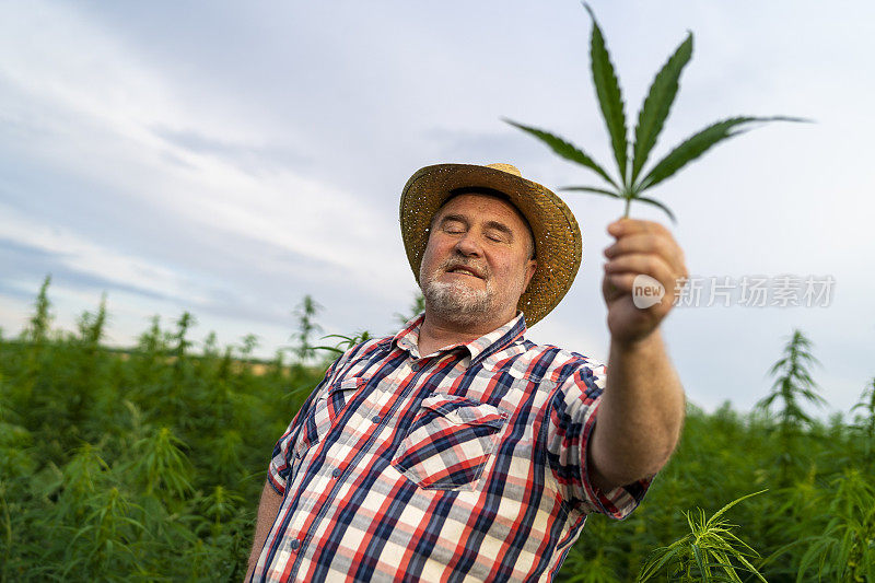 男子采集医用大麻