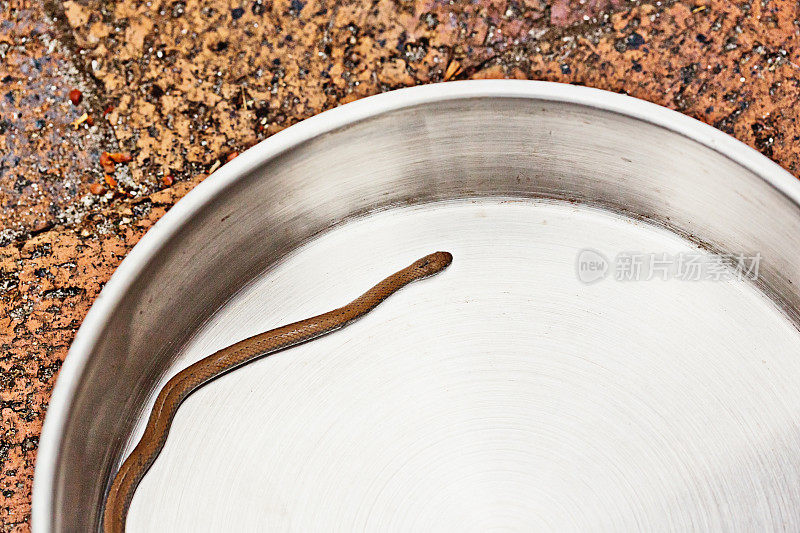 一条流浪的野蛇从家中被解救出来，暂时被放在煎锅里