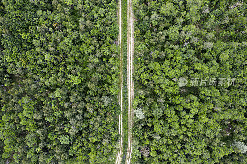 森林中道路的鸟瞰图