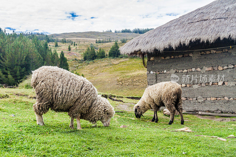 秘鲁卡哈马卡(Cajamarca)附近的岩层，一群绵羊和一间乡村房屋。