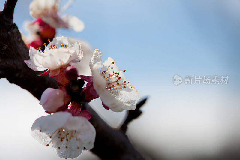 白色念珠花等待春天