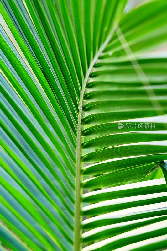 热带椰子叶