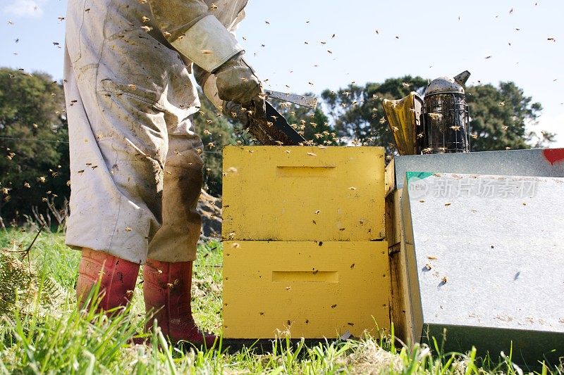 养蜂人在春天与开放蜂巢工作