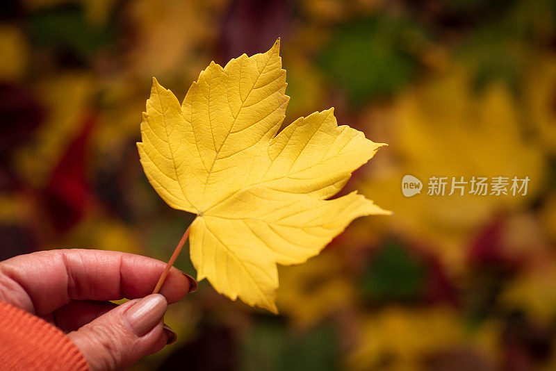 黄秋叶在女人手中