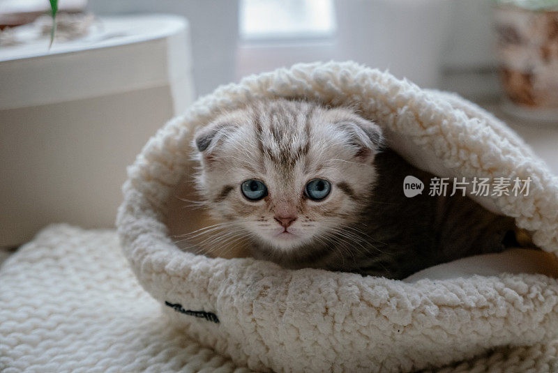 漂亮的苏格兰折猫，蓝眼睛，坐在毛皮帽子里