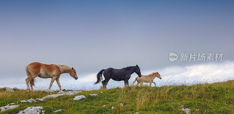 三匹马在山中自由奔跑