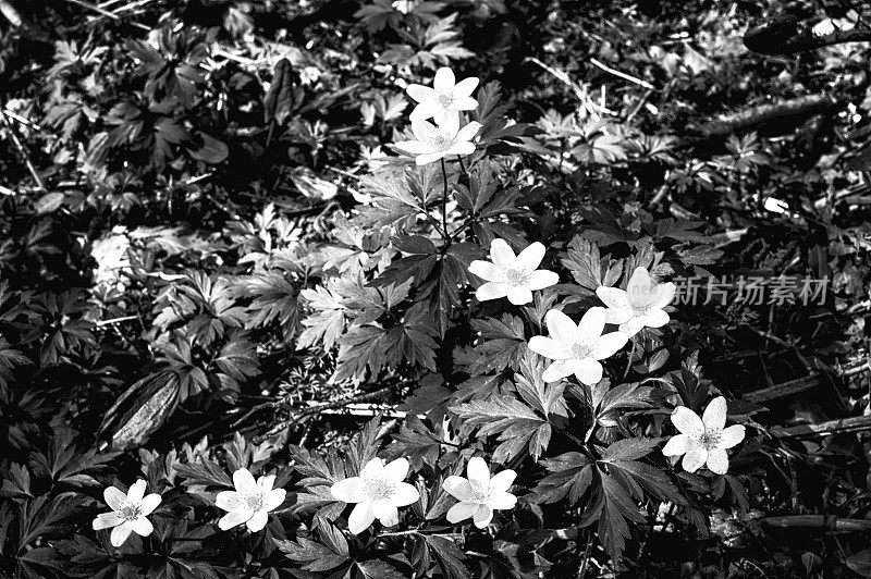 黑色和白色的图像木银莲花生长在老林地在挪威的地面上