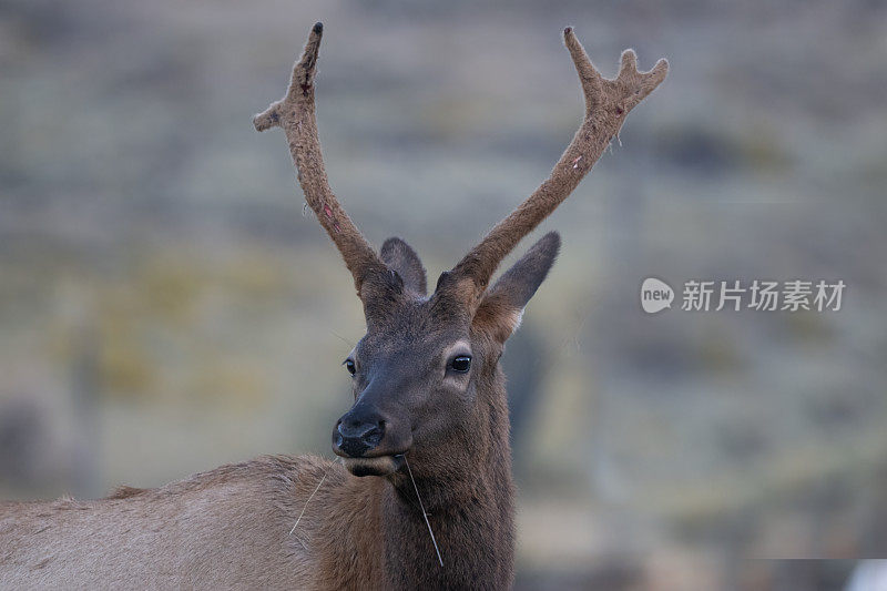 少年长钉公麋鹿的大头照看着相机