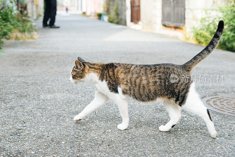 一只猫过马路的画面