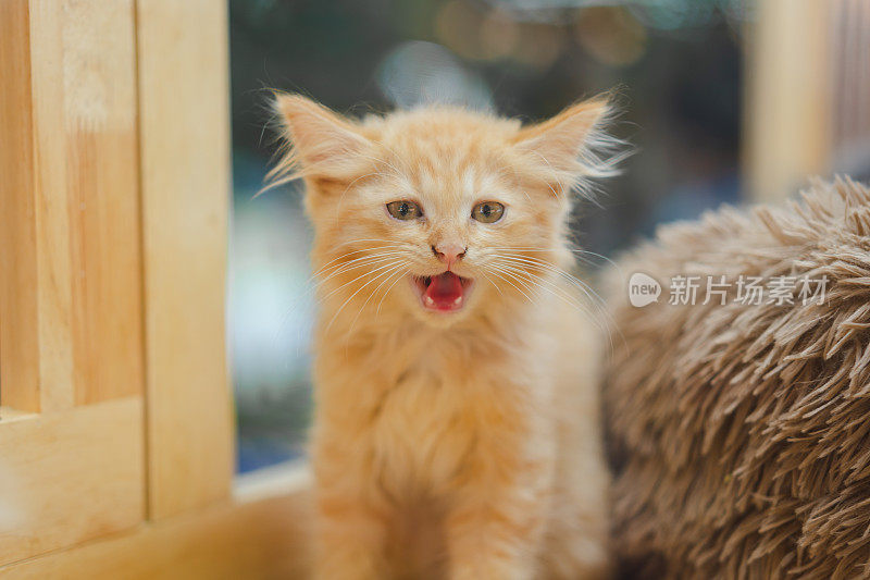 可爱的橙色毛茸茸的猫。