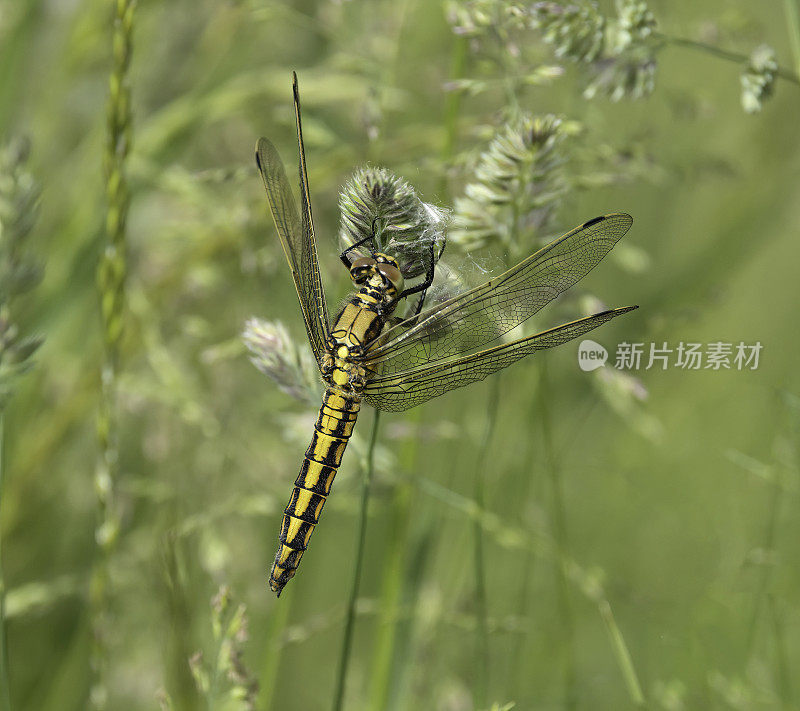 黑尾撇脂蜻蜓