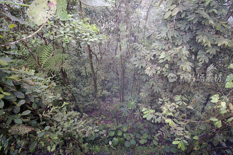 云雾森林冠层鸟瞰图，亚马逊河，厄瓜多尔，南美洲。