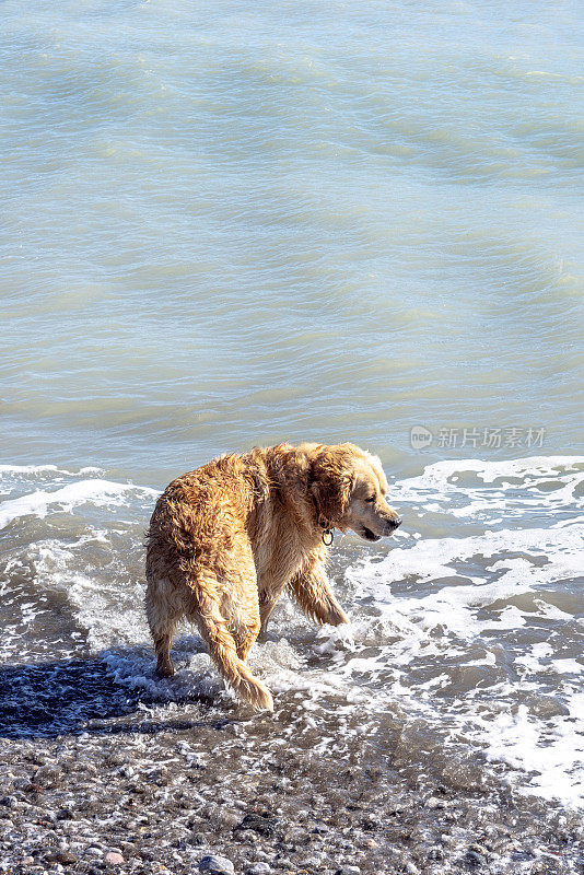 可爱的雄性金毛猎犬站在海边的大海上。