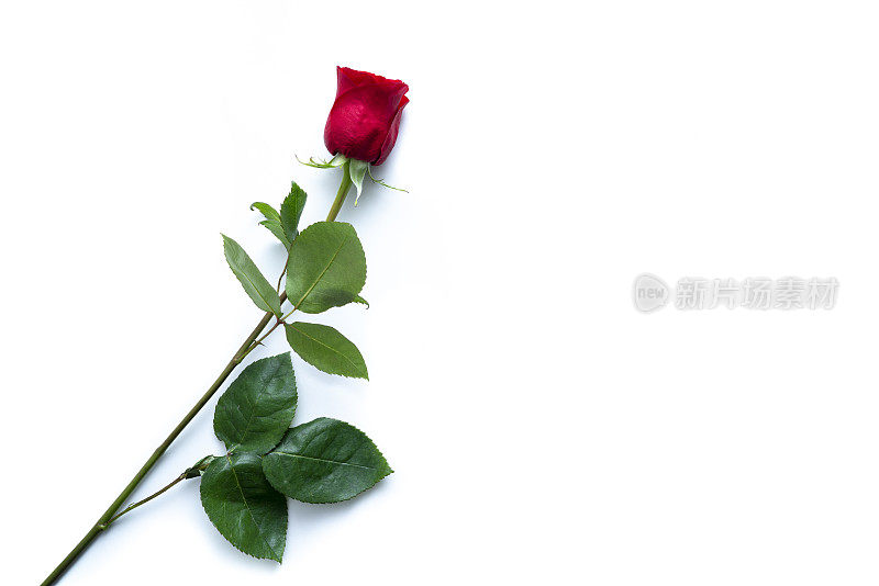 情人节红玫瑰花孤立在白色背景