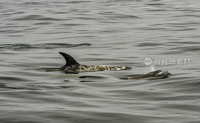灰海豚是灰海豚属中唯一的一种海豚。加州蒙特雷湾