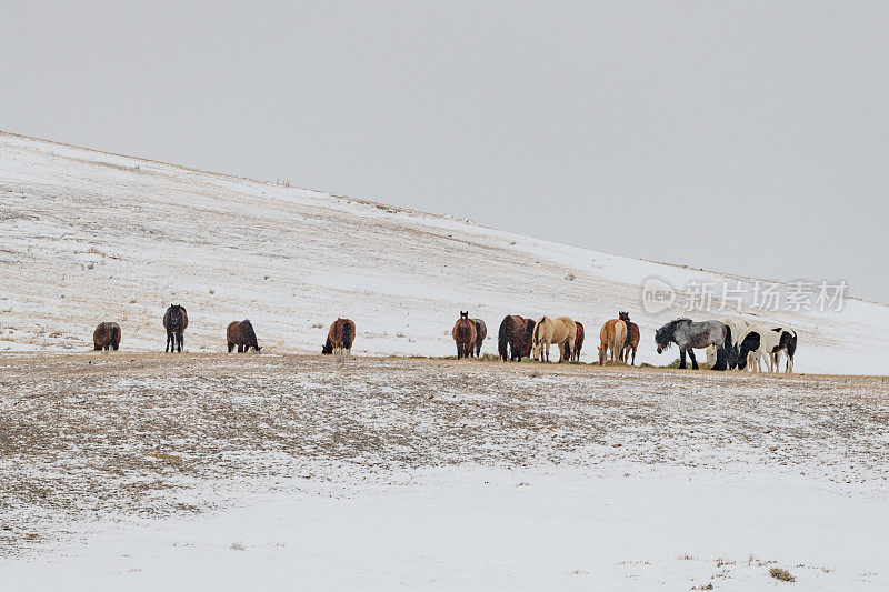 蒙大拿北部寒冷山脉上的马匹