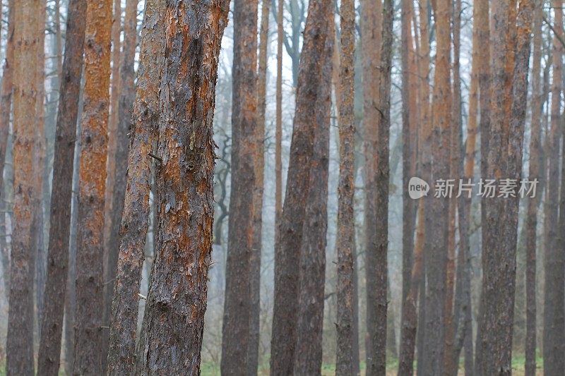 苍翠的松树林中弥漫着蓝色的薄雾