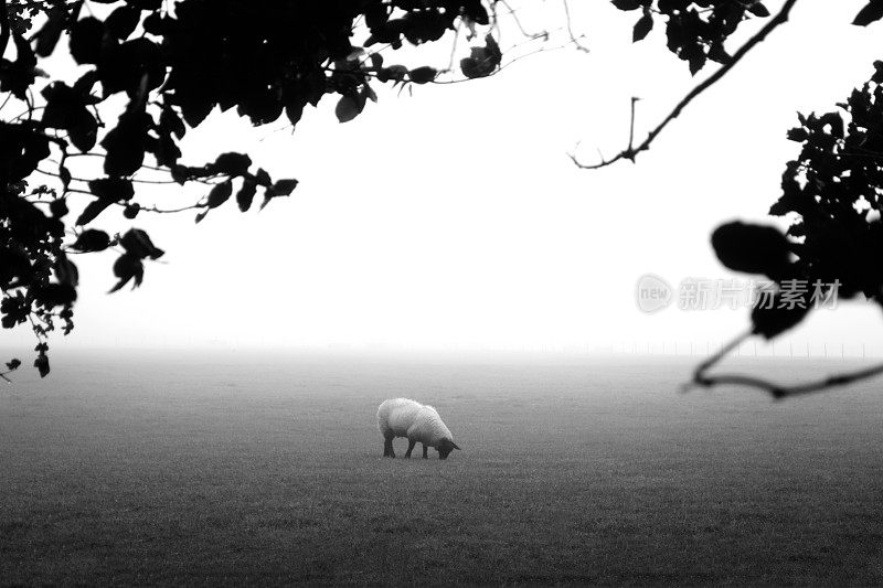 雾中的孤羊