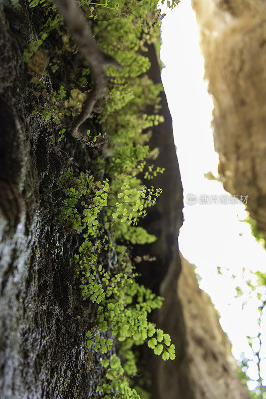 垂直视图从下面，铁线蕨茎生长出潮湿的岩石与焦点峡谷悬崖面在背景