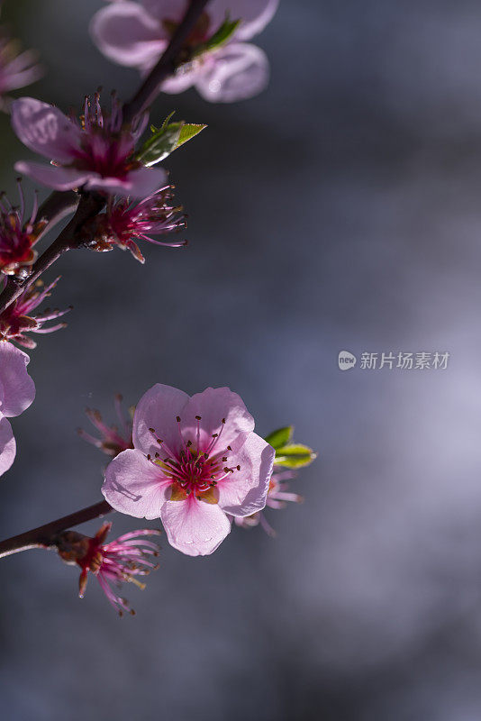 晨光中的紫色花朵