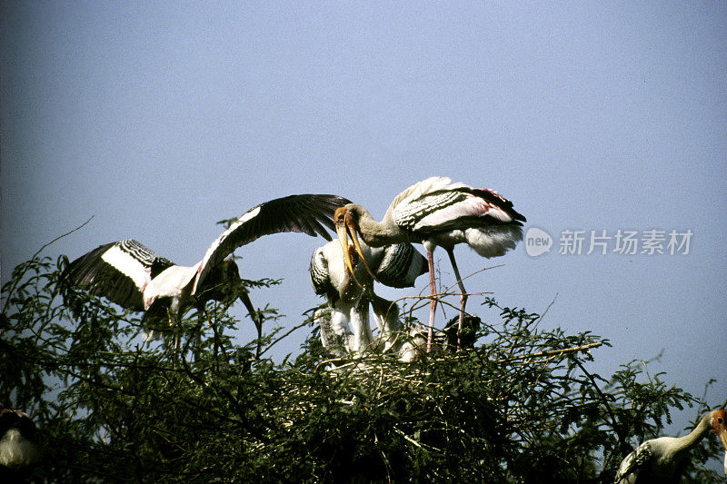 Bird-Painted鹳。