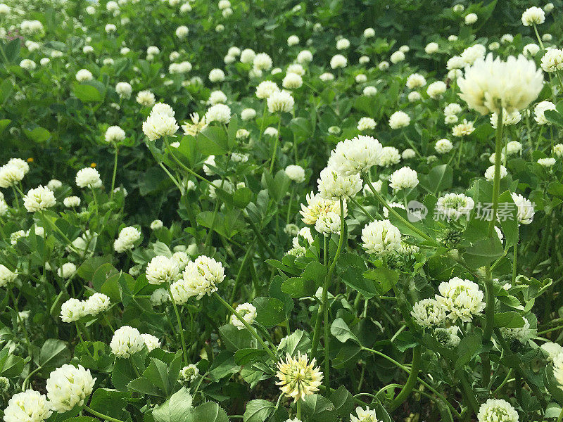 绿油油的田野开满鲜花