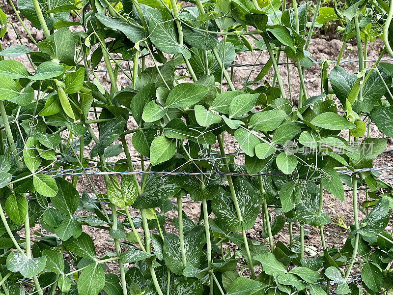 菜园子里的豌豆生长在棚架上