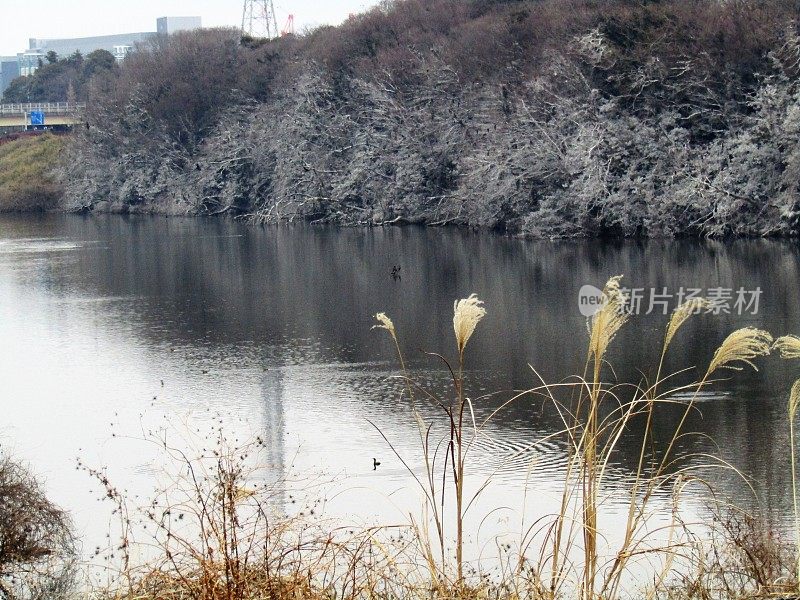 日本。1月。在池塘。