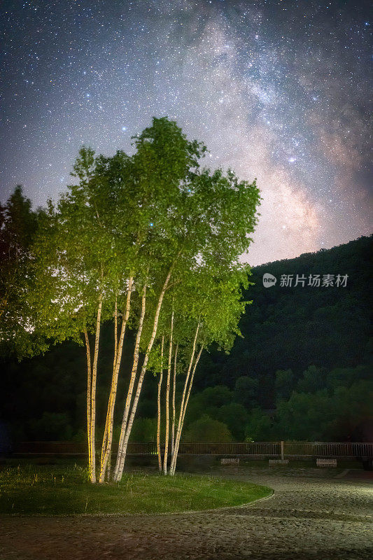 星空下的一棵桦树