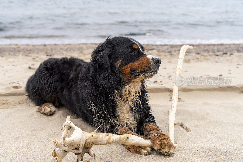 肮脏的伯尔尼山犬在波罗的海的海滩上休息，拿着一个大障碍。