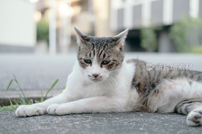 一只猫在街上放松的画面