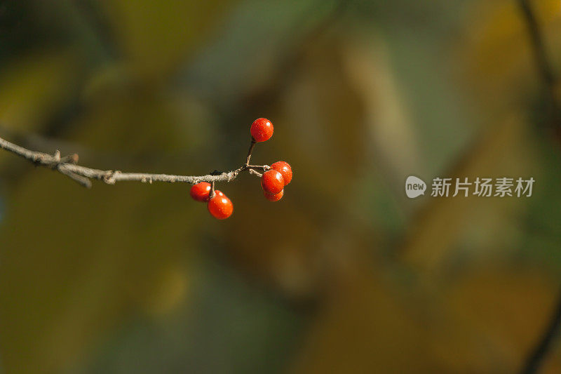 秋天的背景。红色浆果滴