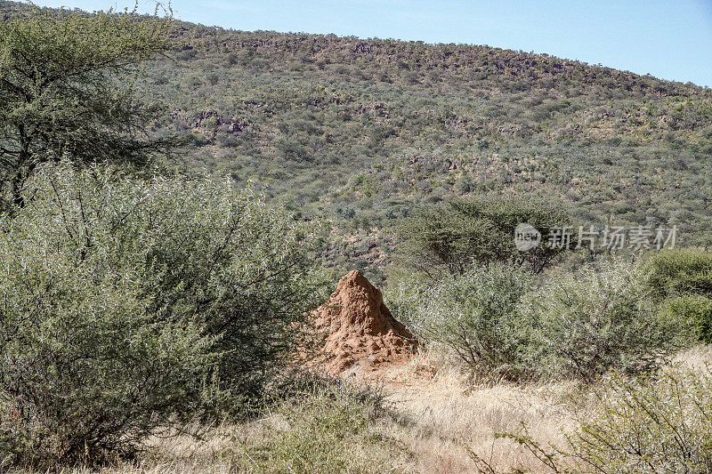 白蚁丘在Omboroko山在Otjozondjupa地区，纳米比亚