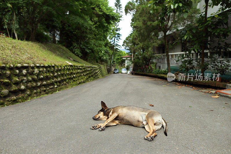 一只狗安静地睡在街道中央