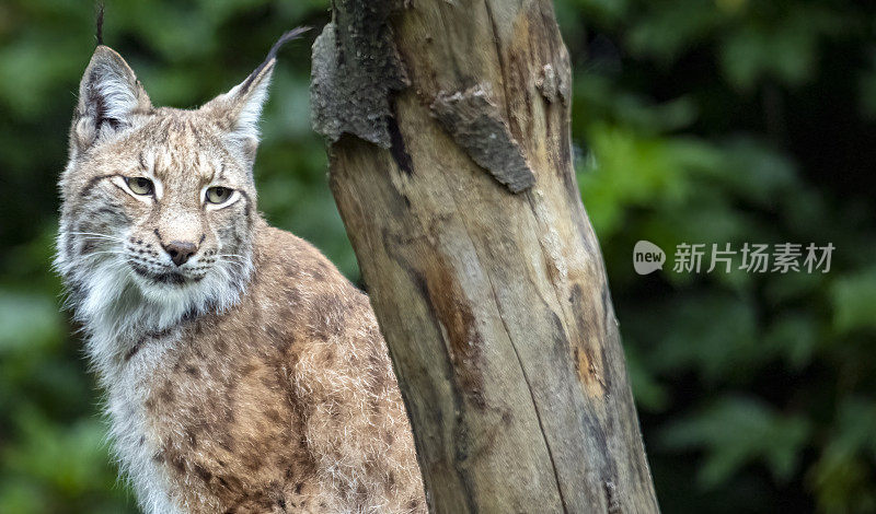 成年雄性欧亚山猫