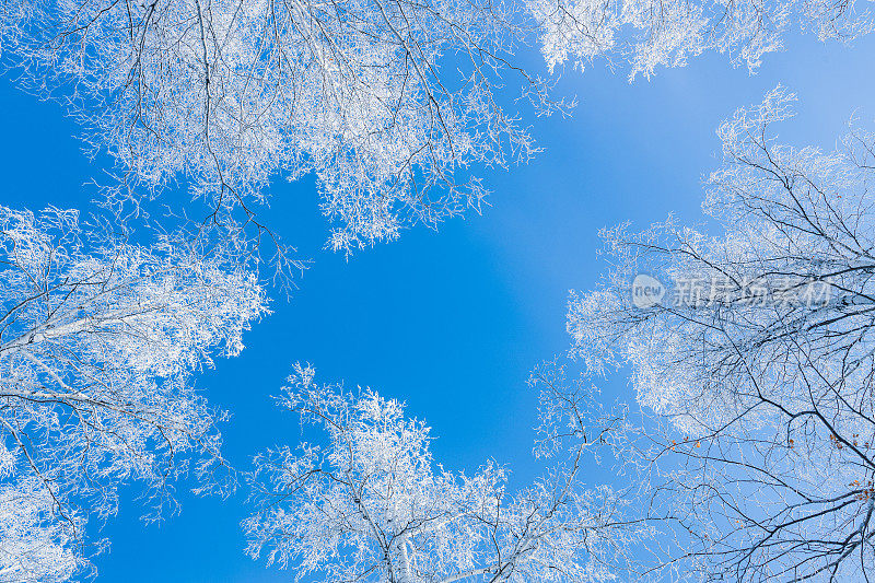 从下往上看，树木的树冠在白霜中。一场严寒过后，抬头看看